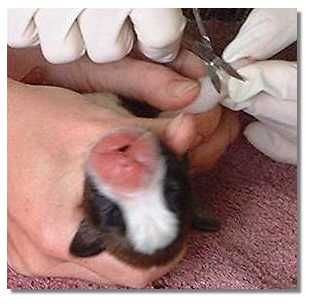Removing dewclaw