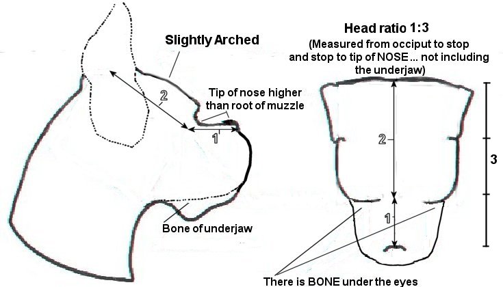 boxer measurements