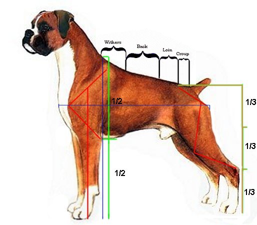 Anatomy Of A Boxer