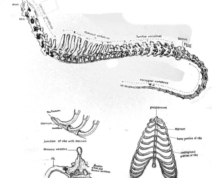 Original drawing by the late Wally Young