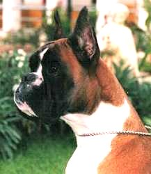 Female-Portuguese Ch.Abril de Cabezo la Jara