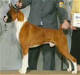 GCh. Carillon's M V P