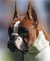Male -Dakota
