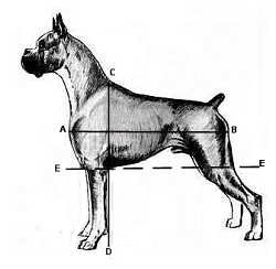 Short back - correct balance