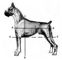 Long back - straighter shoulders and rear