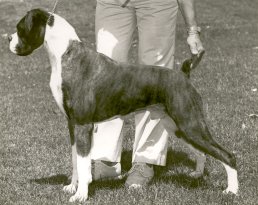 Aust.Ch.Pinetop Omen - A very big winner in the 1980's