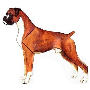 Dog 3