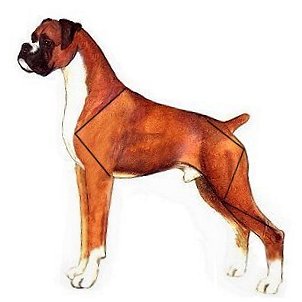 Dog 7