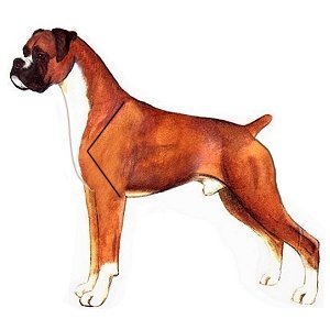 Dog 9