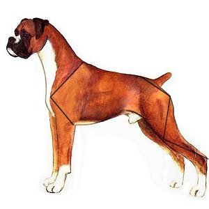 Dog 6