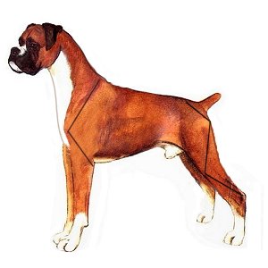 Dog 12