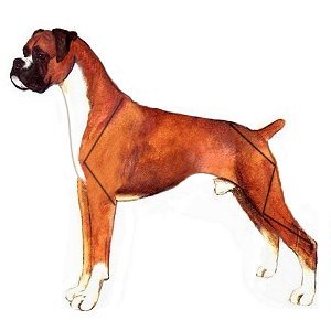 Dog 14