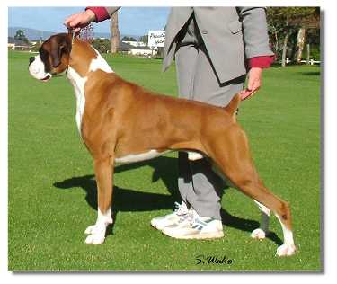 Aust.GR.CH.Taswest Reggie in Red