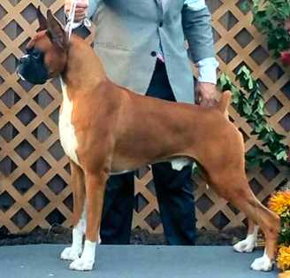 GCH CH Vixayo's Golden Hammer