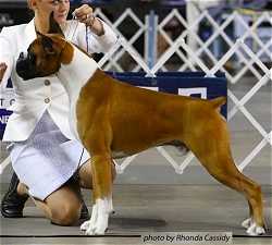 American Grand Champion JeSaJay Bold Venture