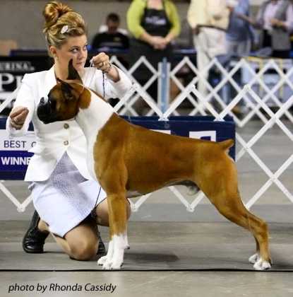 American GrandChampion JeSaJay Bold Venture -Toby, at 3.5 years old