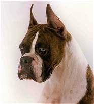 Female-Phil.Gr.Ch. Supreme Diamond Ovation