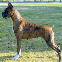 Ch.Encore's Tres Cher at 9 years of age.