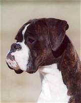 Female-Boxerhavens Xironda at 10 months