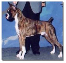 boxer dog brindle colour