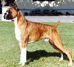 boxer dog brindle colour