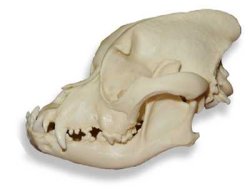 Boxer Skull