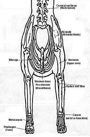 Anatomy Of Chest Bones - anterior view of a human thoracic cage