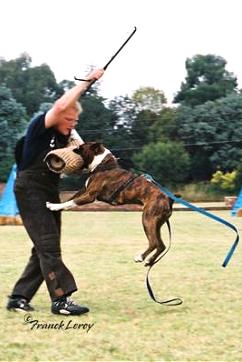 Schutzhund - attack work- Grand Ch and Ch KUSA Tanyati Greystoke AD BH BT