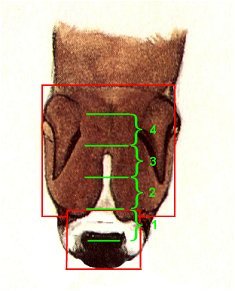 Euro head from above - square