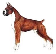 Typical Boxer Male - cropped drawing adapted drawing of a Boxer from JKC Illustrated Breed Standards
